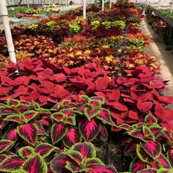 Rose City Nursery - Large selection of Coleus!!