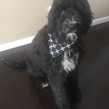 Paw Spa - Pet Groomers Near Me - Broomfield, Colorado Paw Spa - Pet Groomers Near Me - Broomfield, Colorado