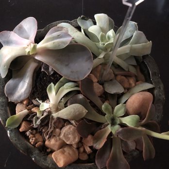 Greenbrier Florist - What was received: a pathetic substitute - Florists Near Me - Chesapeake, Virginia