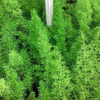 Davison's Nursery - Asparagus fern - Nurseries & Gardening Near Me - Oklahoma City, Oklahoma Davison's Nursery - Asparagus fern - Nurseries & Gardening Near Me - Oklahoma City, Oklahoma