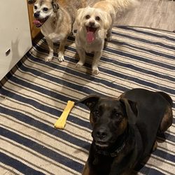 The Country Canine - Making new friends!