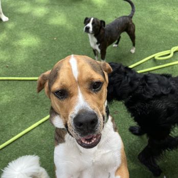 Manhattan Pawffice - Pet Boarding Near Me - New York, New York Manhattan Pawffice - Pet Boarding Near Me - New York, New York