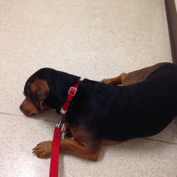 Bellevue Value Pet Clinic - Veterinarians Near Me - Bellevue, Washington Bellevue Value Pet Clinic - Veterinarians Near Me - Bellevue, Washington