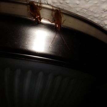 Civano Pest Control - Pest Control Near Me