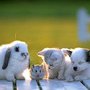 Photo of Westford Farm Animal Sanctuary