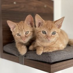 Escambia County Animal Shelter - Cheeto Bandito & Coco Mademoiselle