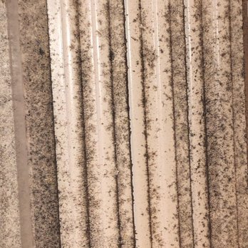 On50 - Extreme mold - Apartments Near Me - Tampa, Florida On50 - Extreme mold - Apartments Near Me - Tampa, Florida
