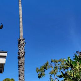 40 ft fan palm 40 ft fan palm