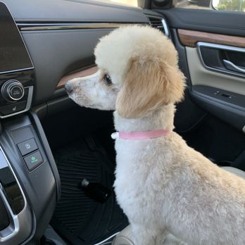 Pooch Pawlor Spa - Pet Groomers Near Me - Glendale, California