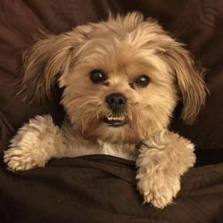 Flower Mound Veterinary Emergency & Specialty Center