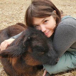Goat Yoga Bham - Cow cuddles!!!