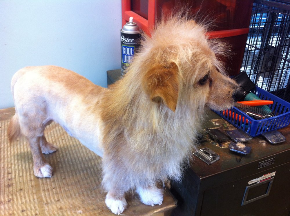 PAW PRINTS GROOMING CENTER 26 Photos Pet Groomers 405 Douglas St