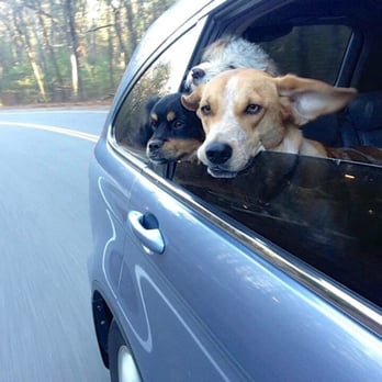 The Happy Tail - Everyone wants the window seat - Pet Sitting Near Me - Needham, Massachusetts