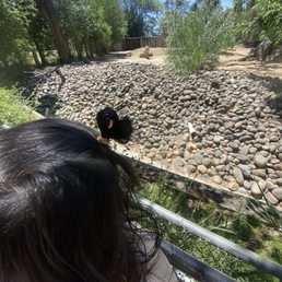 Animals Animals
