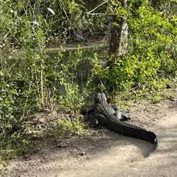 Fakahatchee Strand Preserve State Park