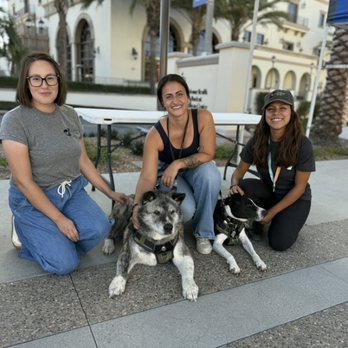 CRT K9 Dog Training - Pet Training Near Me - Spring Valley, California CRT K9 Dog Training - Pet Training Near Me - Spring Valley, California