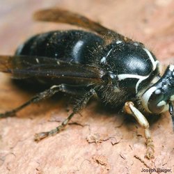 Budget Pest Control - 2