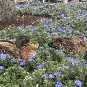 Cilantro Urban Eatery - Disney ducks - Food Trucks Near Me