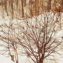 The Goody Bag Variety And Consignment - Winter birds