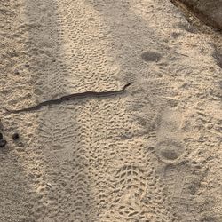 The Walking Trail