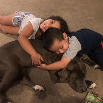 Four Paws Veterinary Clinic - Such a vicious animal!  not every pit bull is dangerous! - Veterinarians Near Me - Santa Paula, California