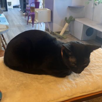 PHX Cat Cafe - Fillmore is a forever kitten and is so small! - Pet Adoption Near Me - Phoenix, Arizona PHX Cat Cafe - Fillmore is a forever kitten and is so small! - Pet Adoption Near Me - Phoenix, Arizona