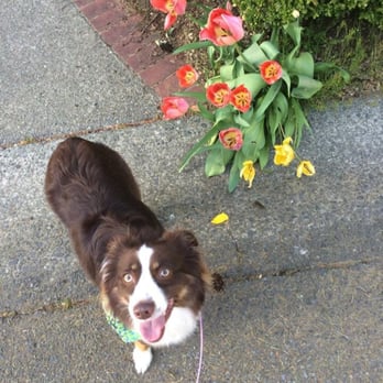 Puppy Bubbles - Always gives us cute bandanas - Pet Groomers Near Me - Mercer Island, Washington Puppy Bubbles - Always gives us cute bandanas - Pet Groomers Near Me - Mercer Island, Washington