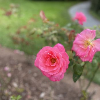Halifax Public Gardens - Botanical Gardens Near Me - Halifax, Nova Scotia