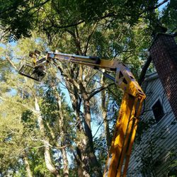 Professional Arbor Services - We have the equipment to get the job done.