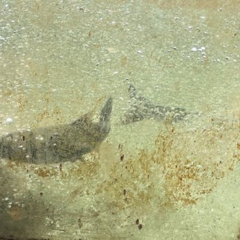 Capilano Salmon Hatchery - Swimming up stream - Parks Near Me - North Vancouver, British Columbia Capilano Salmon Hatchery - Swimming up stream - Parks Near Me - North Vancouver, British Columbia