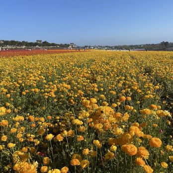 The Flower Fields - Venues & Event Spaces Near Me - Carlsbad, California