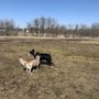 Sun Prairie Dog Park