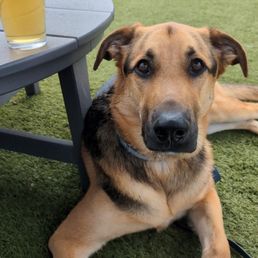 dog-friendly patio