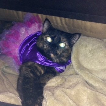 Porter Veterinary Center - Charlotte with her Halloween costume. - Veterinarians Near Me - Northridge, California Porter Veterinary Center - Charlotte with her Halloween costume. - Veterinarians Near Me - Northridge, California
