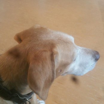 Dr. med. vet. Klaus Lendner - Veterinarians Near Me - Berlin, BE Dr. med. vet. Klaus Lendner - Veterinarians Near Me - Berlin, BE