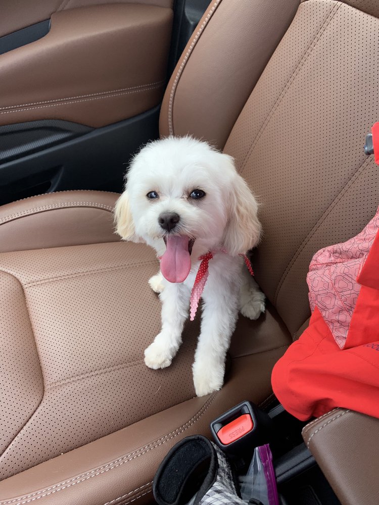 TARA’S PET BOUTIQUE 33 Photos & 10 Reviews 807 Loveland Madeira Rd, Loveland, OH Yelp