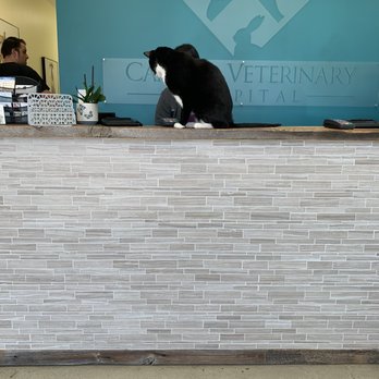 Camino Veterinary Hospital - Camino Veterinary Hospital - Veterinarians Near Me - San Clemente, California Camino Veterinary Hospital - Camino Veterinary Hospital - Veterinarians Near Me - San Clemente, California