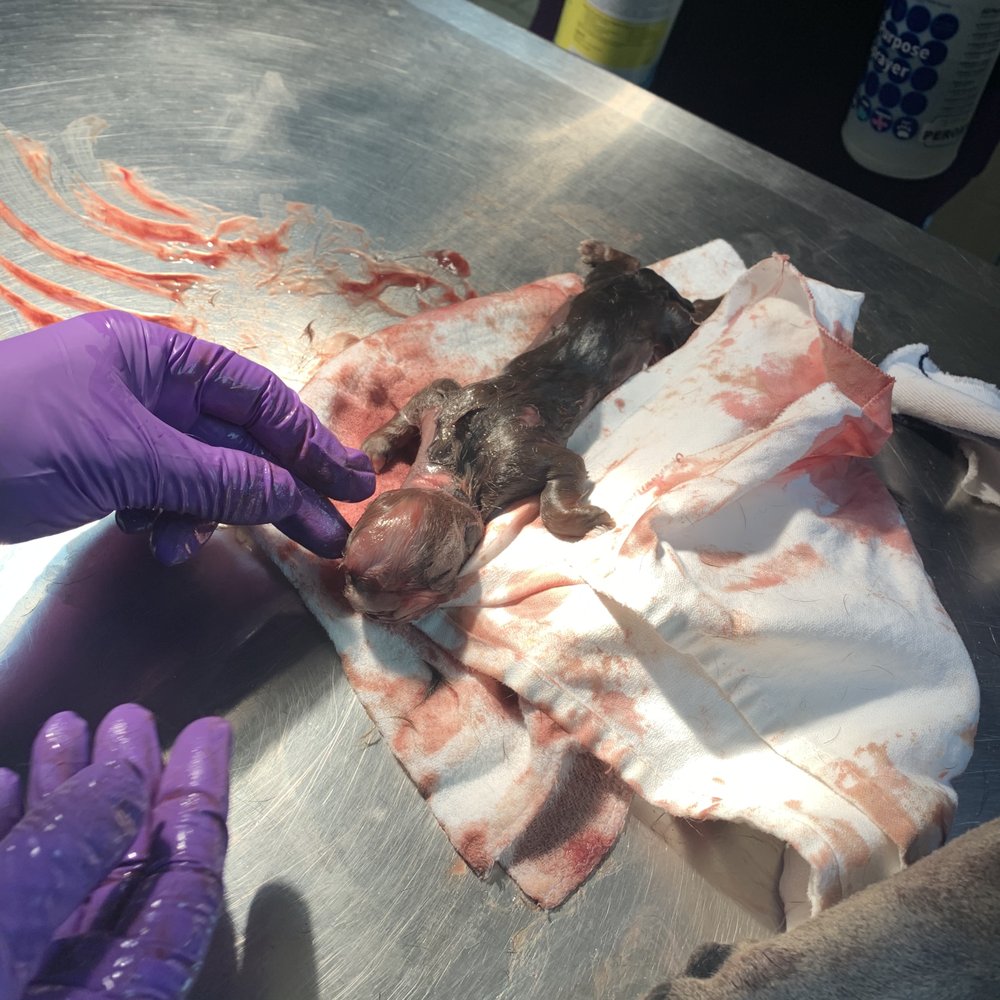 Argo Animal Clinic - Biggest mistake I ever made was taking my dog here when she was pregnant! Not only did the place mislead I lost the puppy. I don't recommend - Veterinarians Near Me - Summit Argo, Illinois