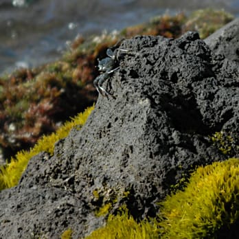 Black Rock Beach - Spot the Critter :p - Beaches Near Me - Lahaina, Hawaii Black Rock Beach - Spot the Critter :p - Beaches Near Me - Lahaina, Hawaii