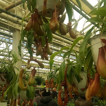 Hicks Nurseries - Pitcher plants - Nurseries & Gardening Near Me - Westbury, New York