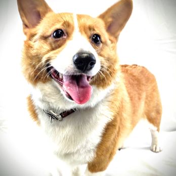 Grooming Garage - Pet Groomers Near Me - Ocean Park, Washington