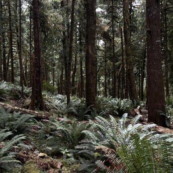 Ecola State Park - Trail - Parks Near Me - Cannon Beach, Oregon Ecola State Park - Trail - Parks Near Me - Cannon Beach, Oregon