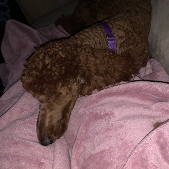PetSmart - This is here normal cut with shaved face that PetSmart did on 2020 - Pet Groomers Near Me - Hanover, Maryland