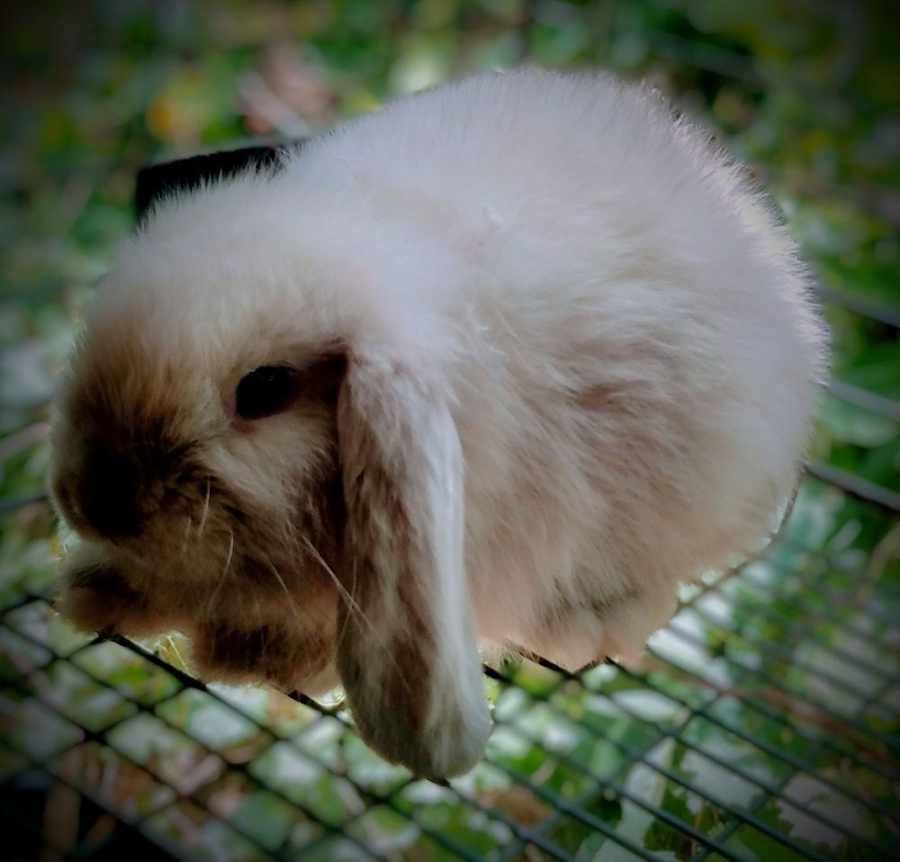 Little Rabbits Farm Image