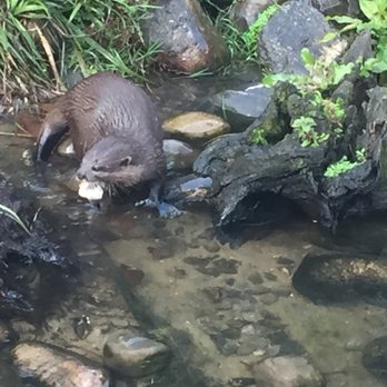 London Wetland Centre - Otter having some sashimi at feeding time - Botanical Gardens Near Me - Barnes, XGL London Wetland Centre - Otter having some sashimi at feeding time - Botanical Gardens Near Me - Barnes, XGL