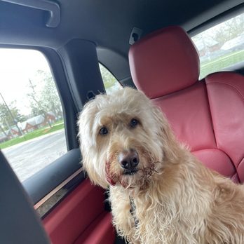 Canine To Five Ferndale - Covered in blood after being there for only 5-mins to GET GROOMED. - Pet Sitting Near Me - Ferndale, Michigan