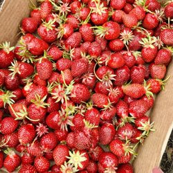 Sauvie Island Farms