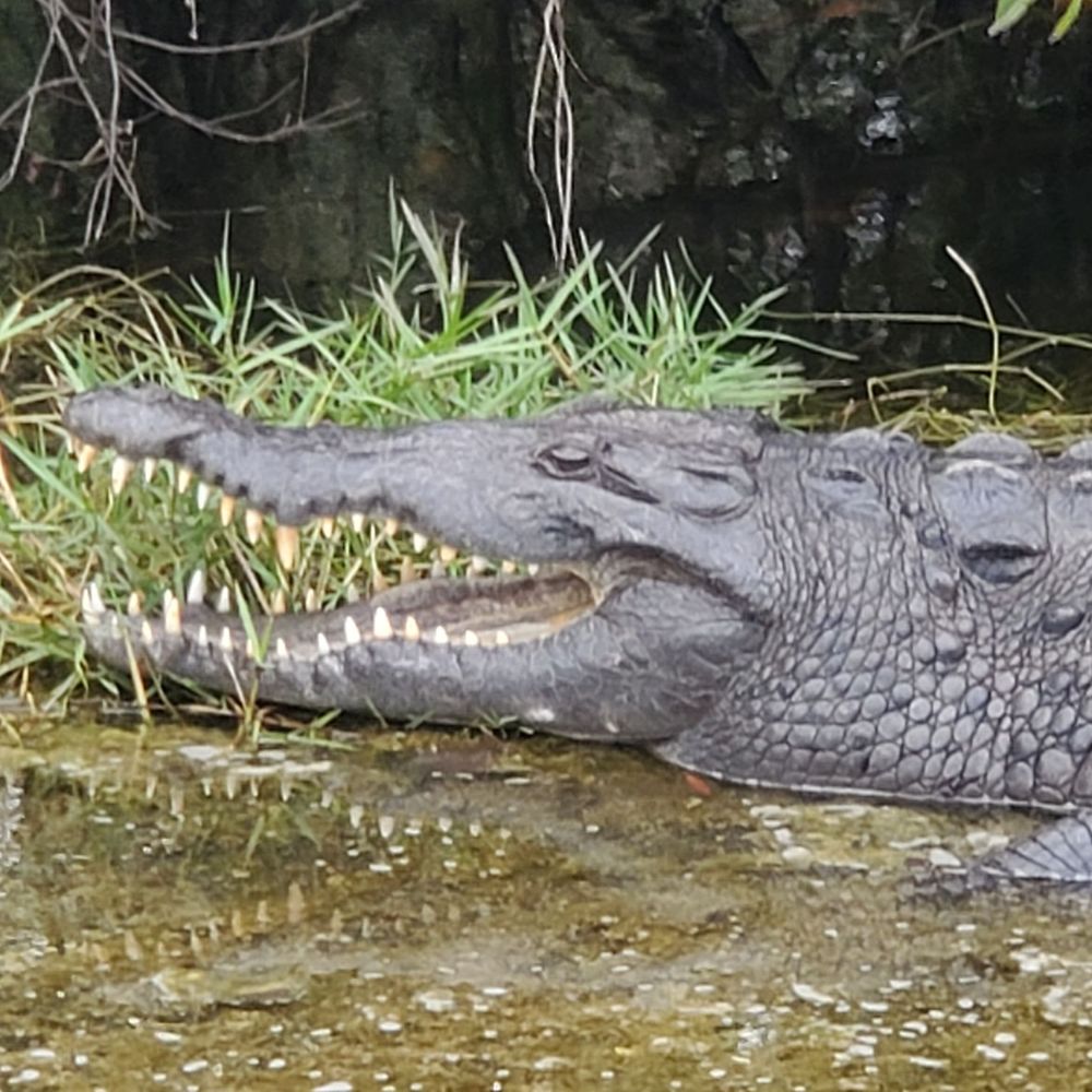 Shark Valley Tram Tours - Tours Near Me - Miami, Florida