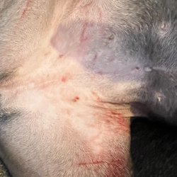 Happy Hounds Doggy Daycare - My dogs belly from "humping"