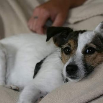 Pet Supplies Plus Brooklyn - R.I.P Belle forever loved. - Pet Groomers Near Me - Brooklyn, Ohio